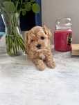 Maltipoo F1 mini chłopiec