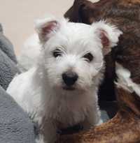 Piesek Arlo z rodowodem West Highland White Terrier.