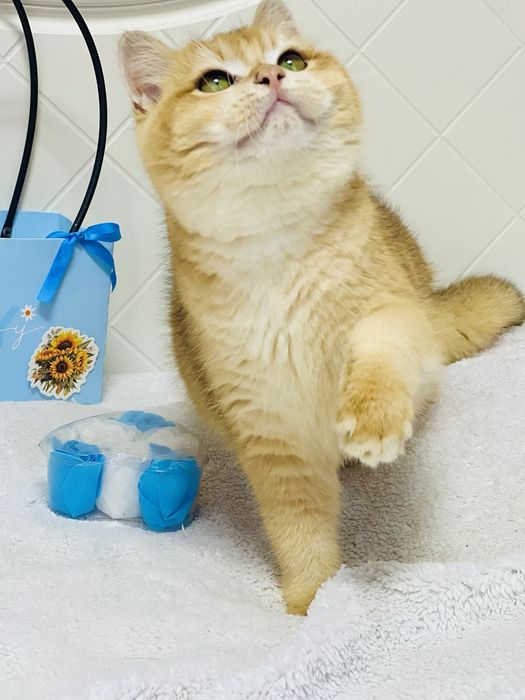 Британська золота шиншилла