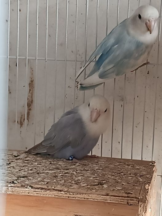 Caturra e roseicollis fêmeas