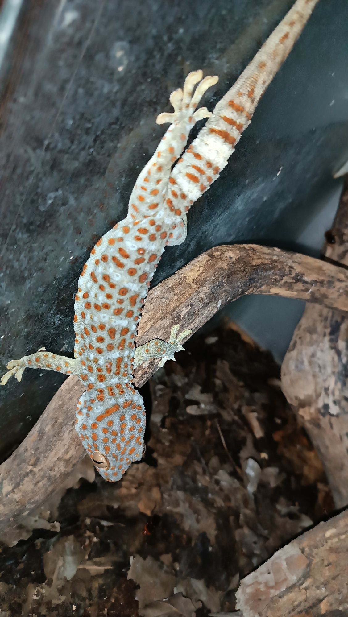 Гекон Токи Gekko gecko