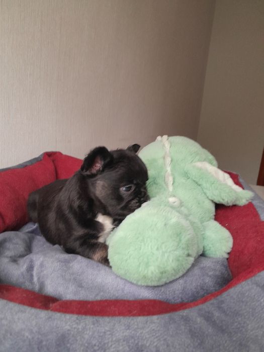 Маленька красуня в ТОП КАЧЕСТВЕ