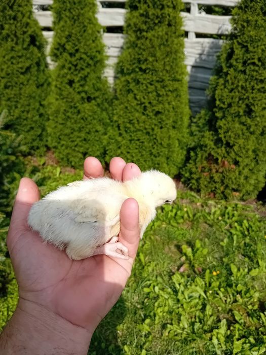 Kura kury Rosy 10-tygodniowe naturalne ekologiczne