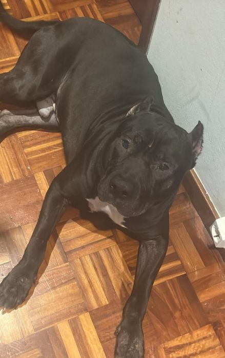 Tyson! Pitbull adoção