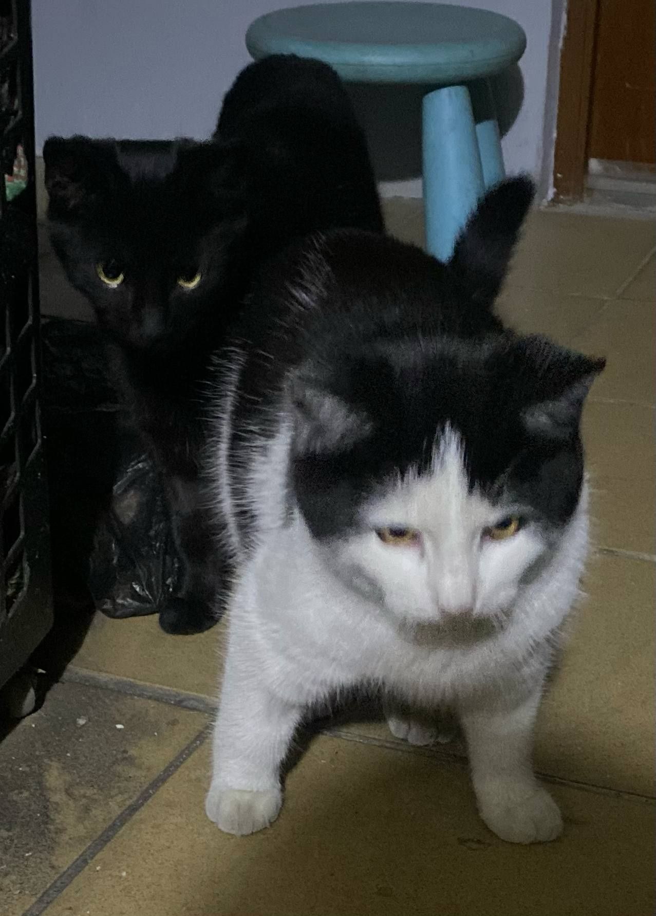 9 miesięczne kociaki Kasia i Zybi do adopcji .