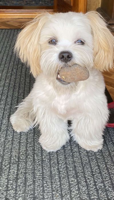 Вязка ищу невесту