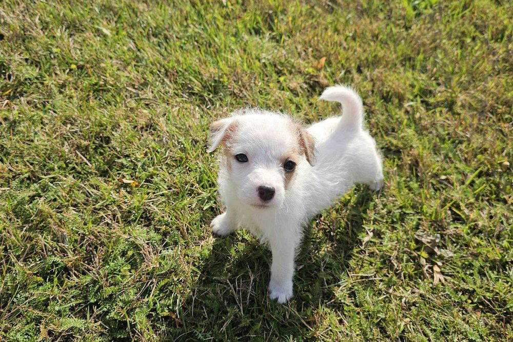 Suczka FCI Parson Russell Terrier szczenię