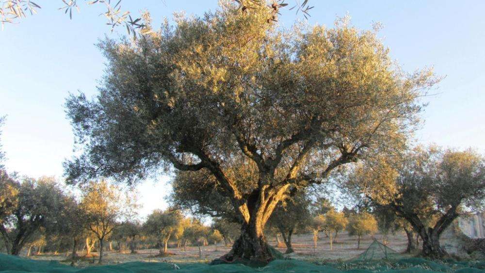 Organic extra virgin olive oil -Portugal