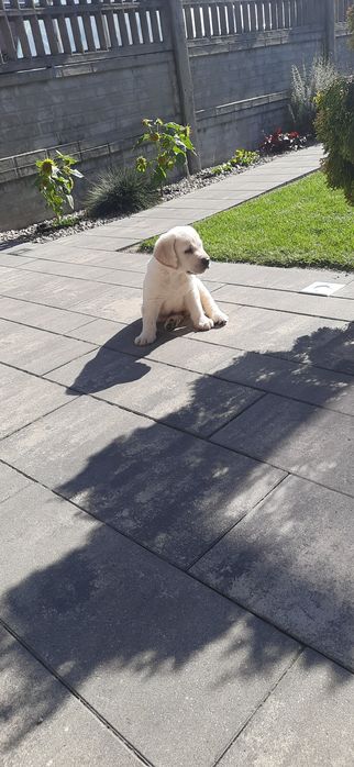 Labrador Biszkoptowy Piesek