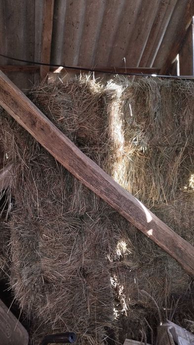 Продам сіно, самовивіз