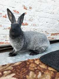 Продам кроликов ПС ( Полтавское серебро ) молодняк # Кролі , срібло