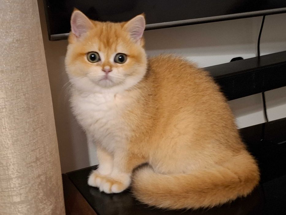 Kotka brytyjska  krótkowłosa ZŁOTA  wiarygodny rodowód  WCF-PZF