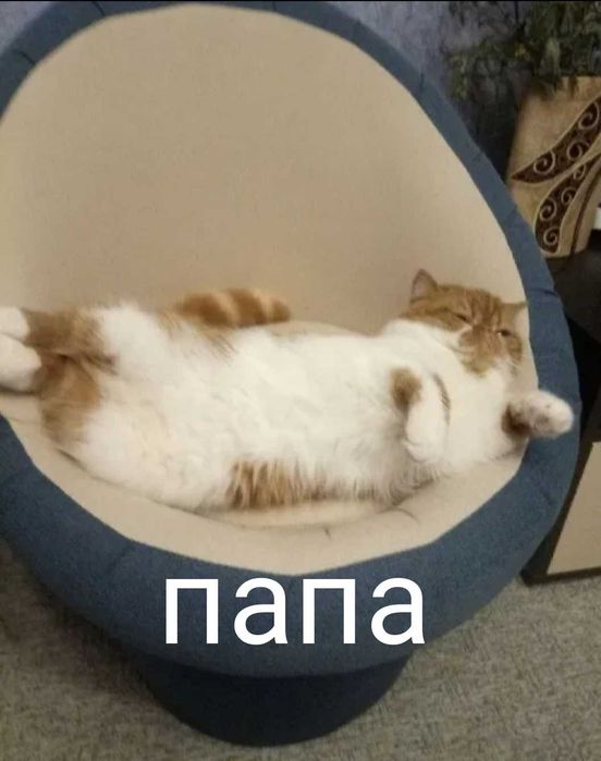 Персидские котята экзоты