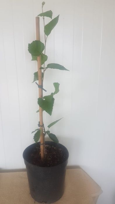 Brzoza Doorenbos Betula Utilis Brzoza Pożyteczna 60 cm