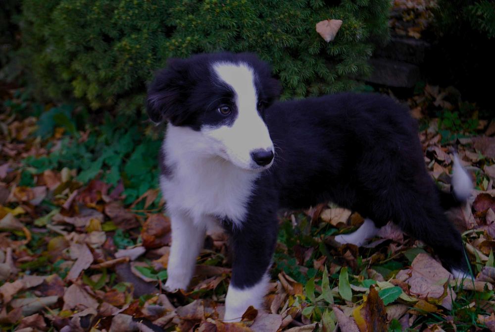 Sprzedam Szczeniaka Border Collie