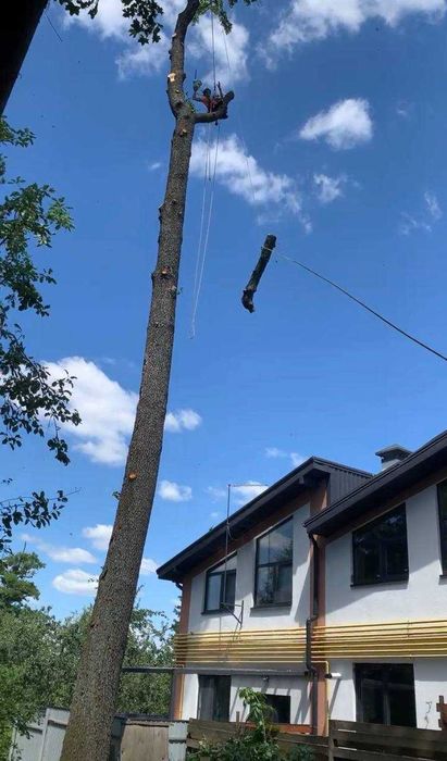 Зріз аварійних дерев! Кронування дерев|Видалення дерев|Корчування пнів