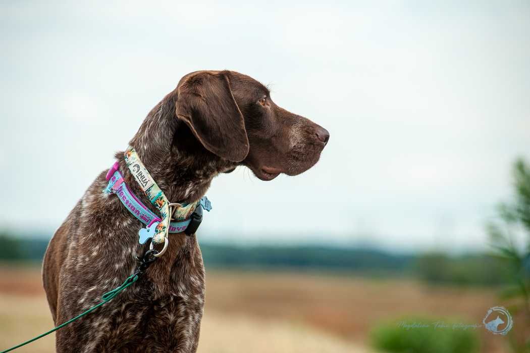 Elvis w typie wyżeł niemiecki krótkowłosy do adopcji