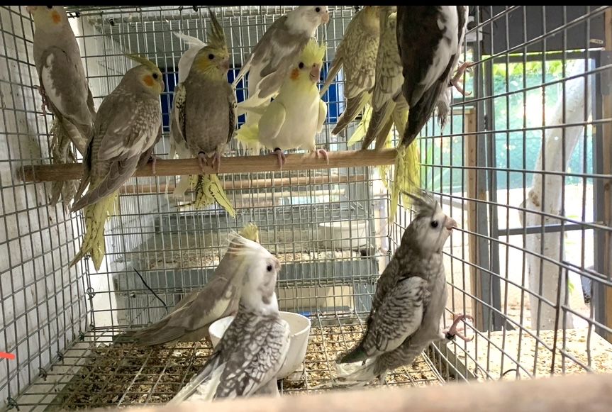 Caturras , piriquitos ingles , agapornis longfeathers , rolas brancas
