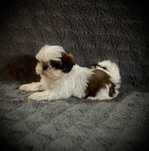 Szczeniak suczka Shih Tzu