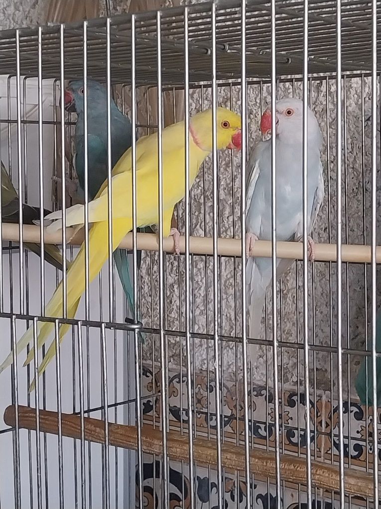 Ring necks adultos