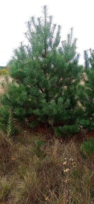 Сосна новорічна, опт