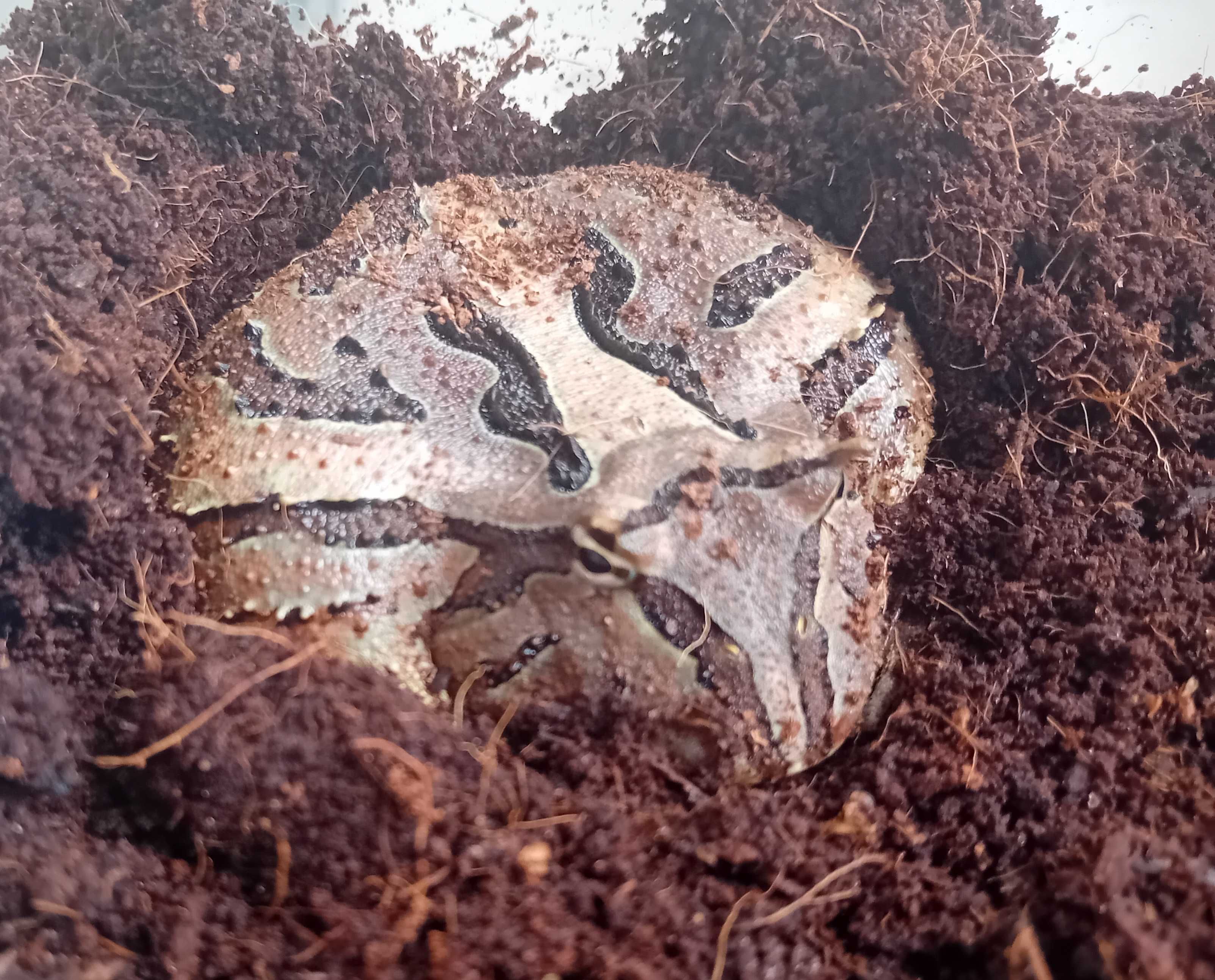 Żaba rogata (Ceratophrys sp)