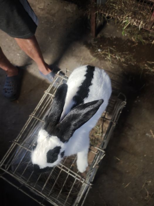 Sprzedam srokacze niemieckie