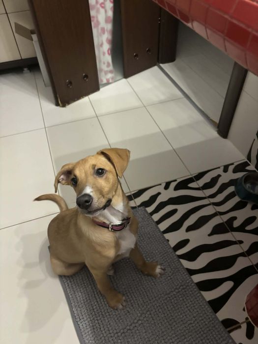 Szczeniak do adopcji za darmo