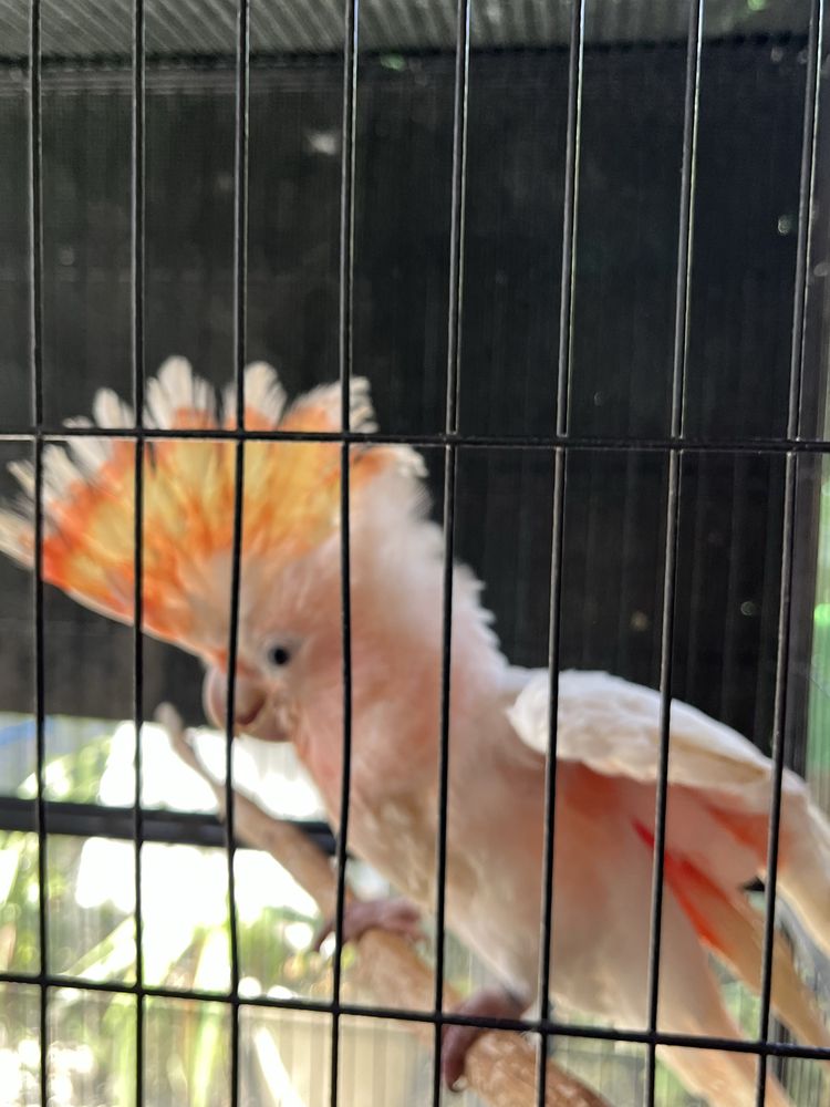 Cacatua Inca Fêmea