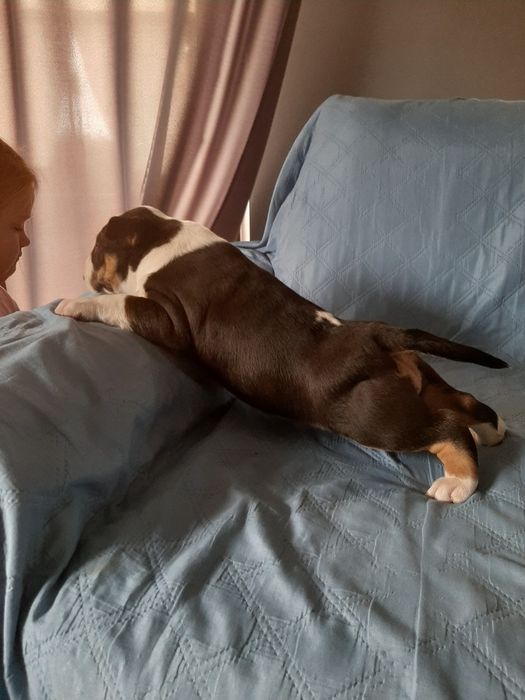 Bulterier standard-suczka