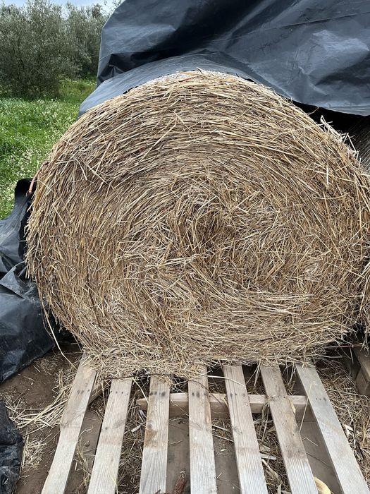 Rolos de feno exclente qualidade