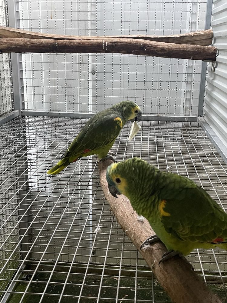 Casal Papagaios Aestivas