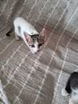 Gatinhas bebés com 2 meses