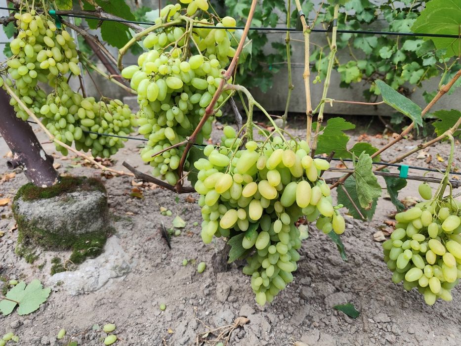 Sprzedam sadzonki winorośli deserowej