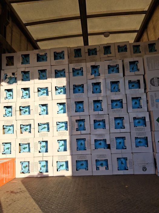 Балон з під фріону