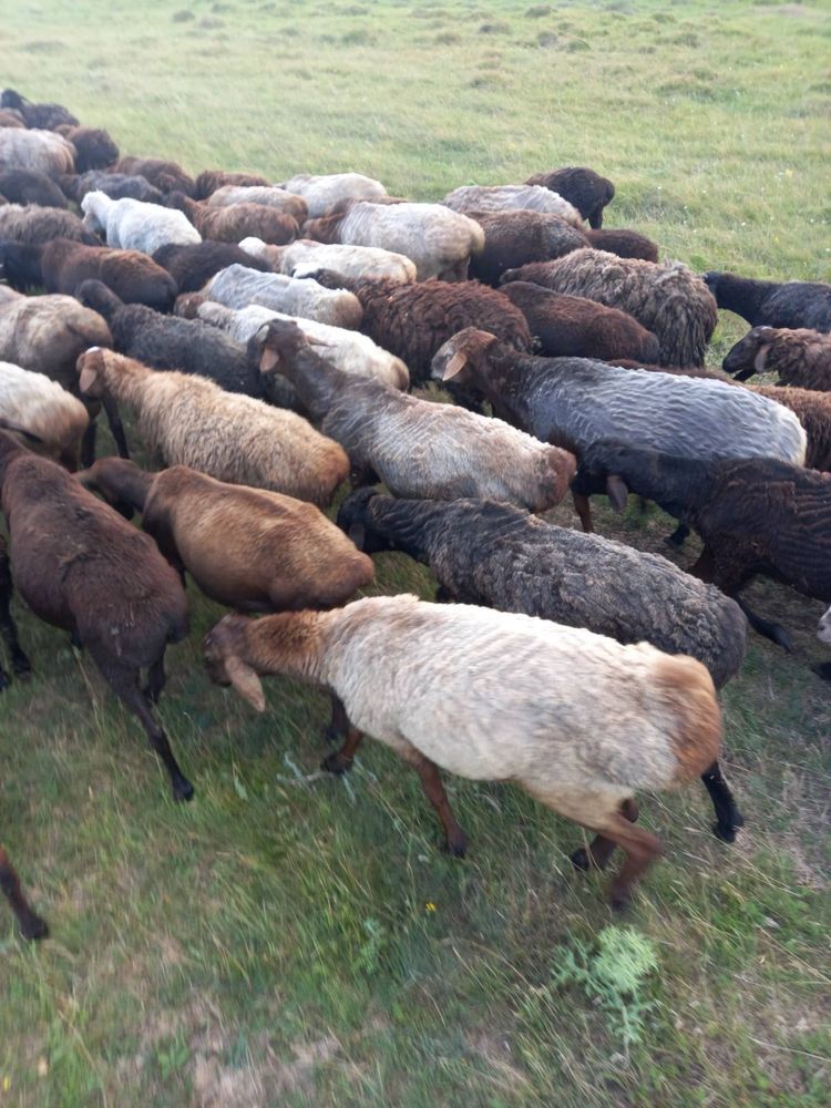 Продам баранов/ овец/ баранів