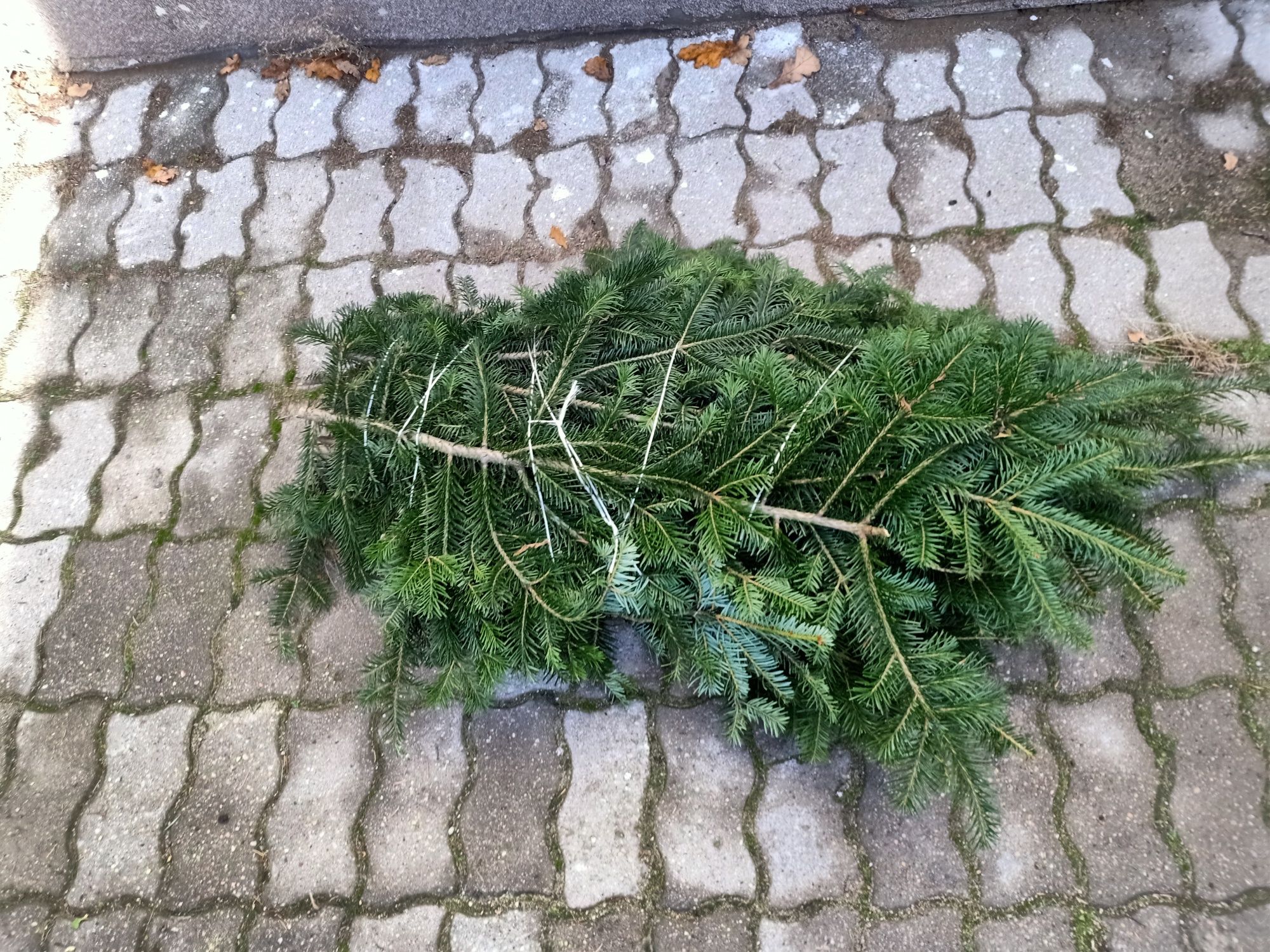 Wieńce,stroiki, gałęzie świerka srebrnego, zielonego magestic,daglezji