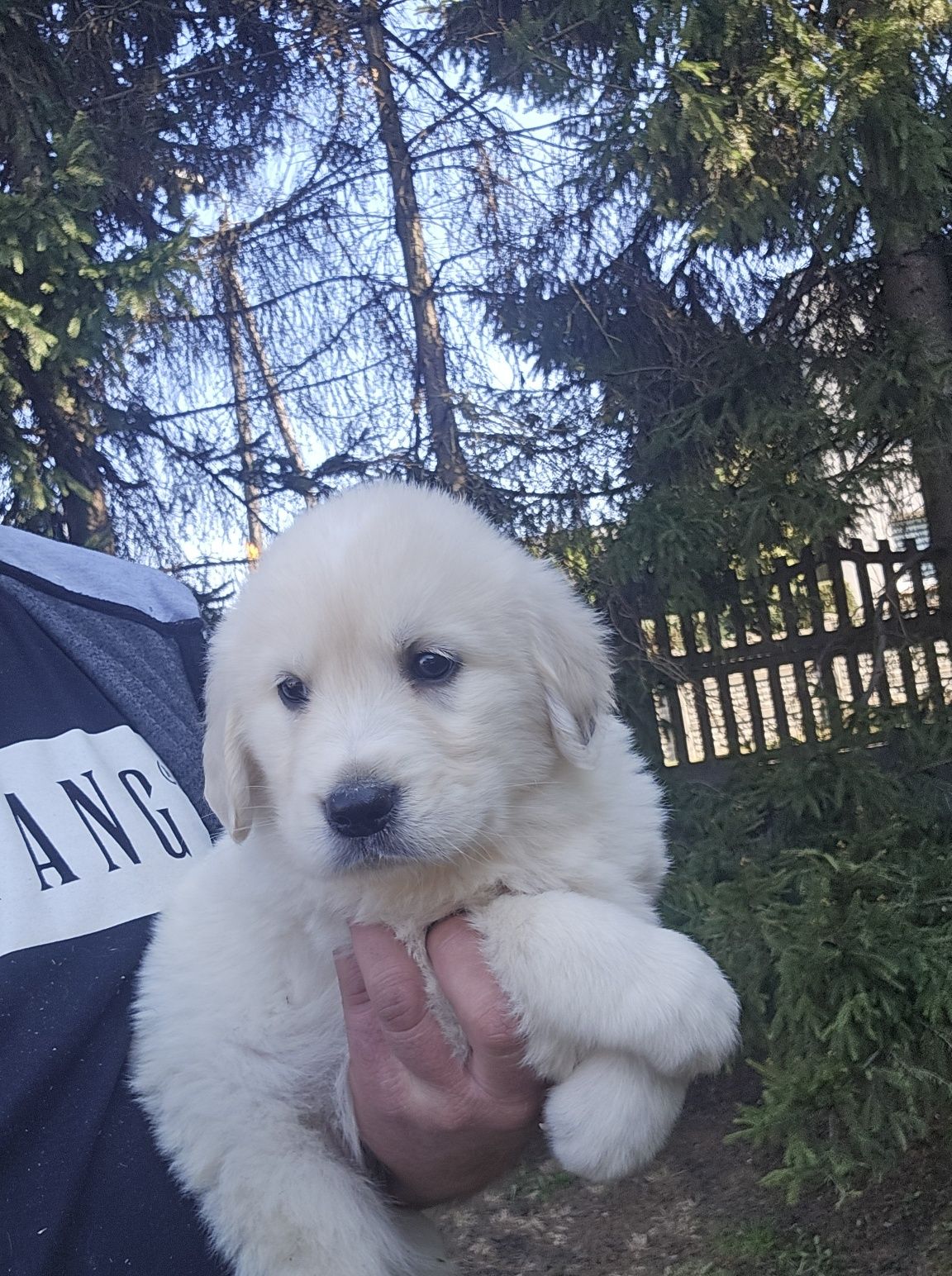 Golden retriever szczeniak