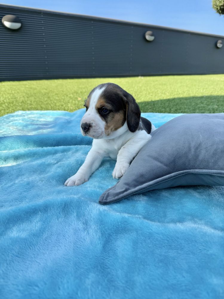 Beagle menina magnifica