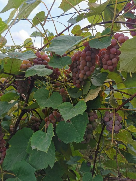 Sprzedam winogrona Festywalnyj na soki i wino.