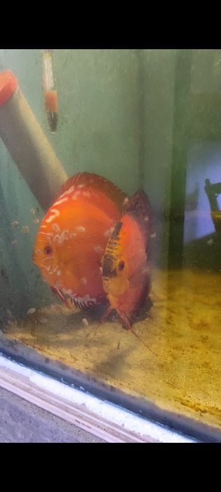 Discus Jovens 6 a 8cm