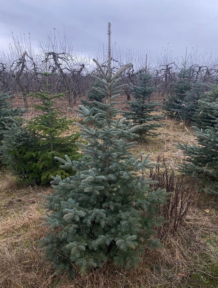 Świerki srebrne z gruntu – piękne drzewa do Twojego ogrodu! 150 cm
