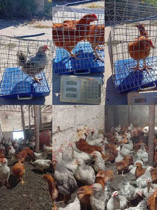 Продам підрощених циплят