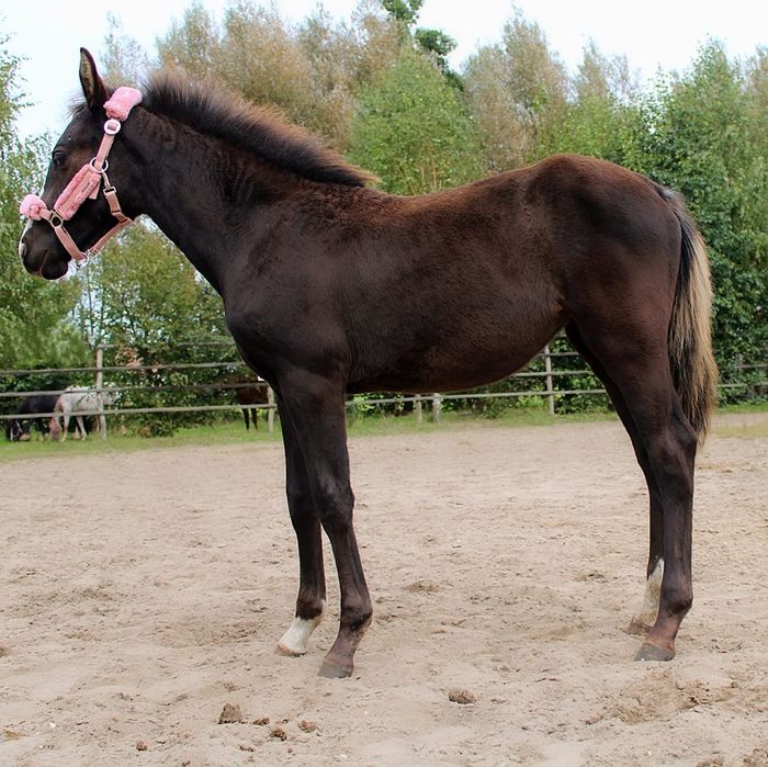 Fly To The Blue  3/4  klacz american paint horse quarter horse