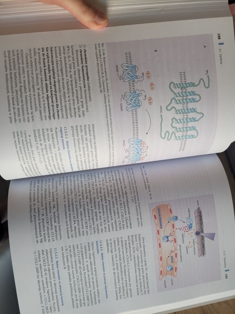 Immunologia Gołąb