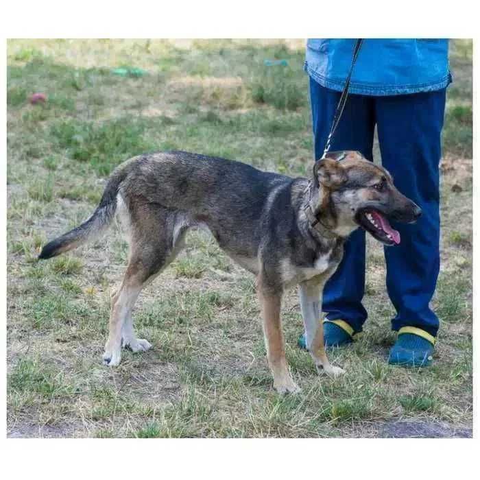 Молодая собака в добрые руки