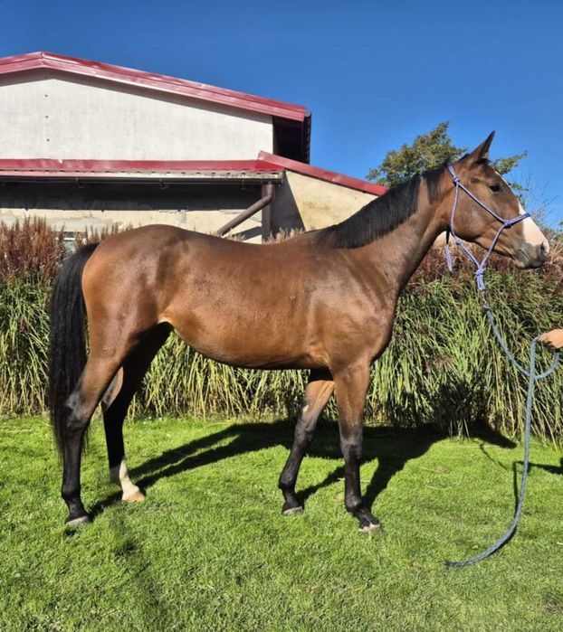 Klacz ur. marzec 2023