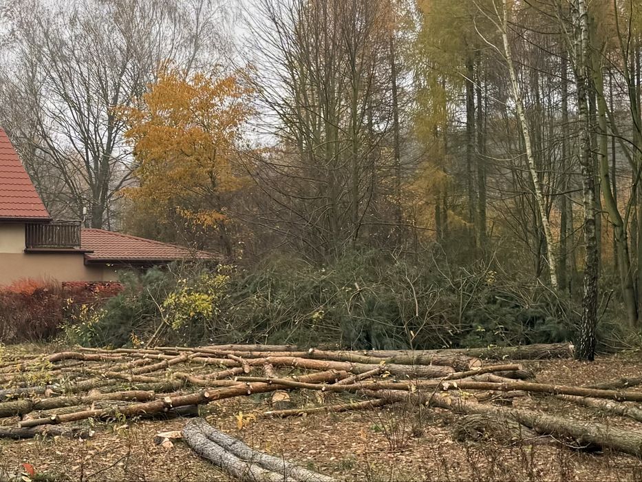 Gałęzie po wycince drzew oddam za darmo