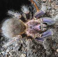 Доминиканский фиолетовый паук птицеед Phormictopus Cautus самка L13