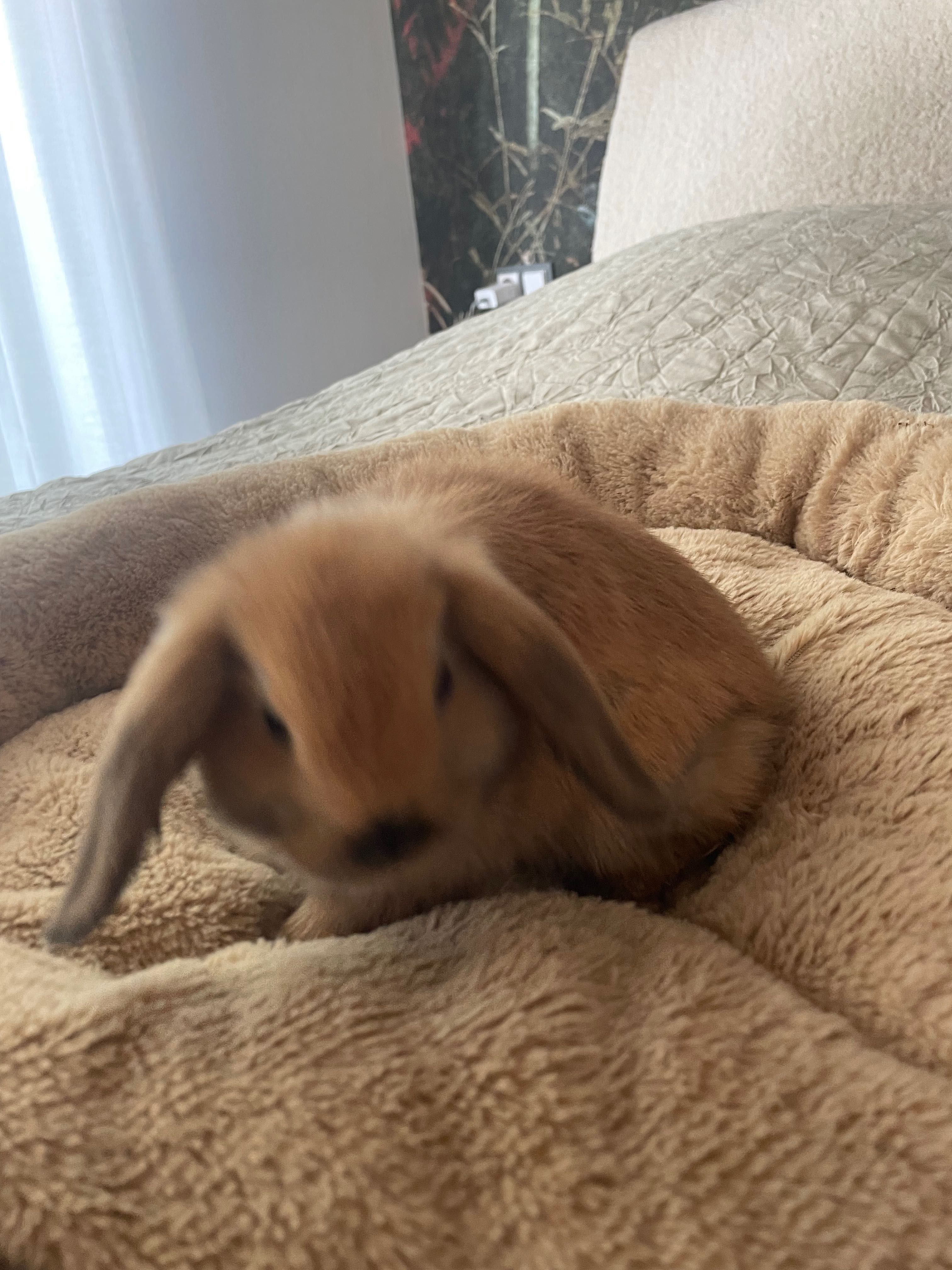 Królik mini lop rudy  samica